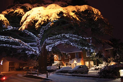 The cedar tree in Caterham-on-the-Hill